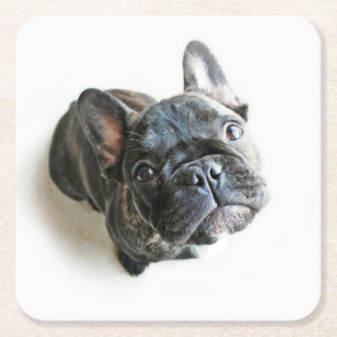 Cutest Baby Animals French Bulldog Look Up Square Paper Coaster