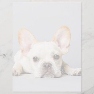 Cutest Baby Animals French Bulldog Lying Down