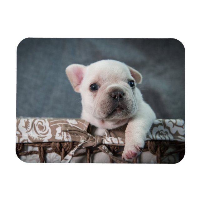 Cutest Baby Animals | French Bulldog Magnet (Horizontal)