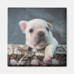Cutest Baby Animals French Bulldog Magnet