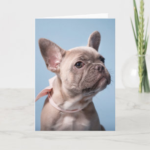Cutest Baby Animals French Bulldog Pink Bow Card