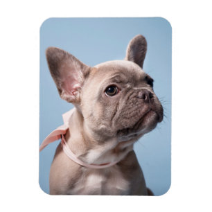 Cutest Baby Animals French Bulldog Pink Bow Magnet