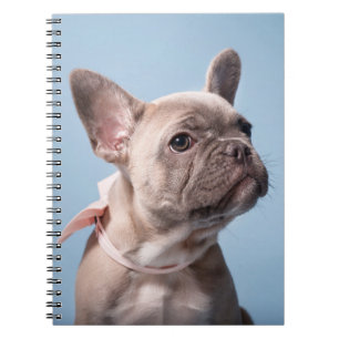 Cutest Baby Animals French Bulldog Pink Bow Notebook