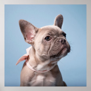 Cutest Baby Animals   French Bulldog Pink Bow Poster