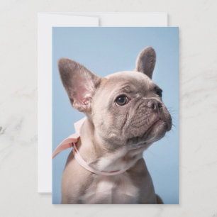 Cutest Baby Animals French Bulldog Pink Bow Thank You Card