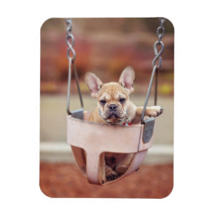 Cutest Baby Animals French Bulldog Playground Magnet