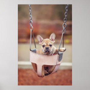 Cutest Baby Animals   French Bulldog Playground Poster