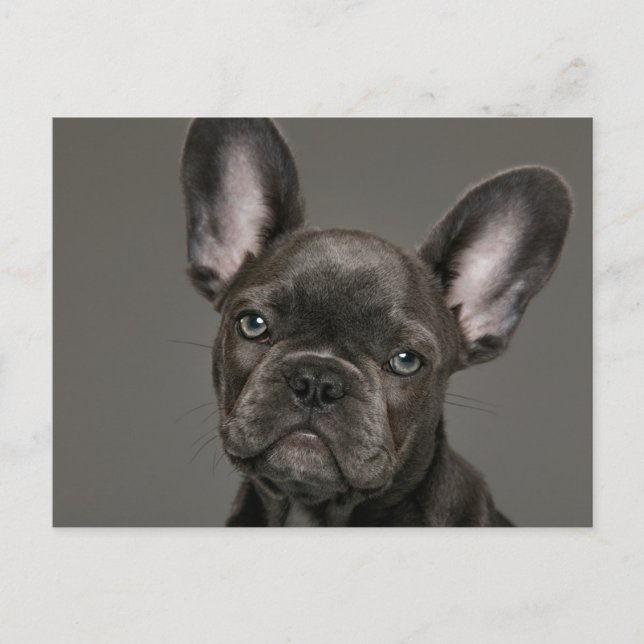 Cutest Baby Animals | French Bulldog Postcard (Front)
