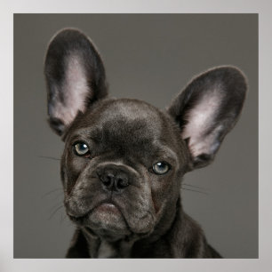Cutest Baby Animals French Bulldog Poster