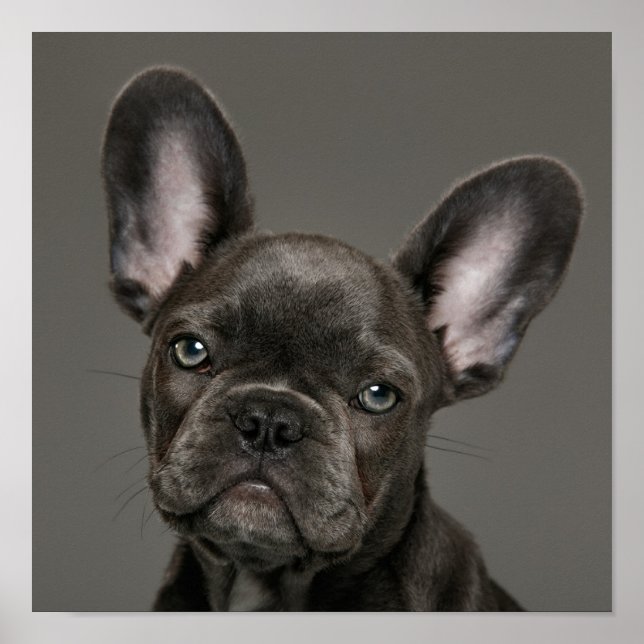 Cutest Baby Animals | French Bulldog Poster (Front)