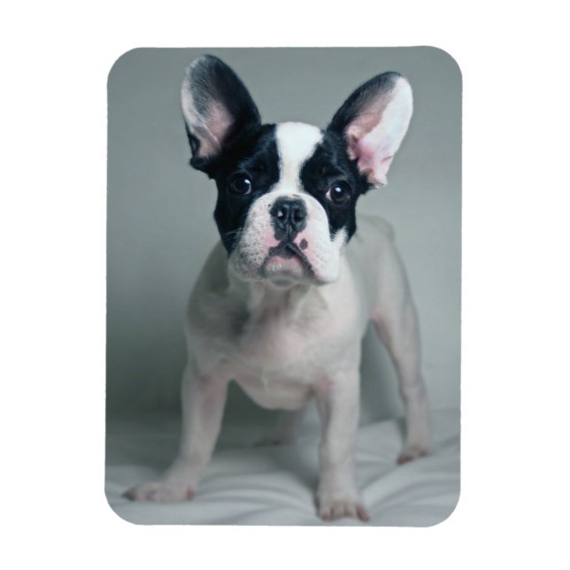Cutest Baby Animals | French Bulldog Puppy Magnet (Vertical)