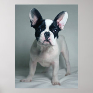 Cutest Baby Animals French Bulldog Puppy Poster