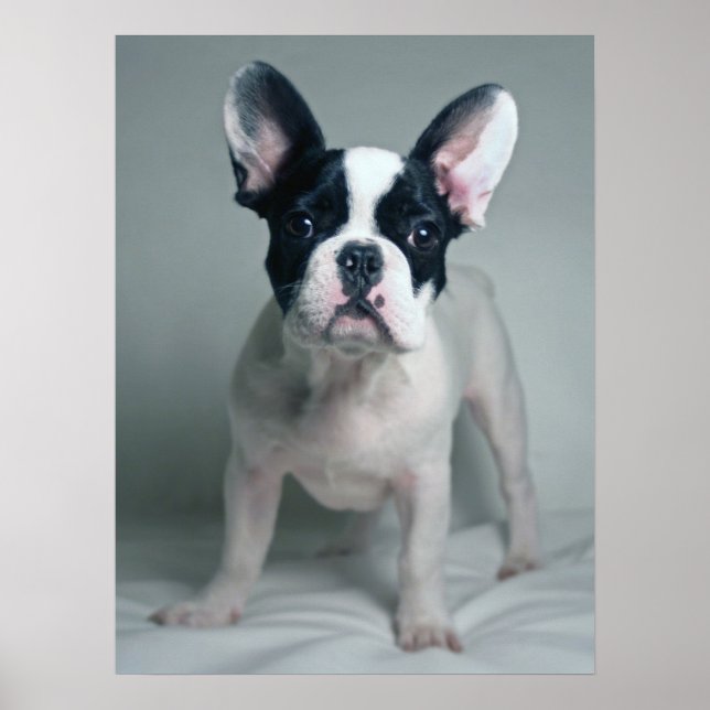 Cutest Baby Animals | French Bulldog Puppy Poster (Front)