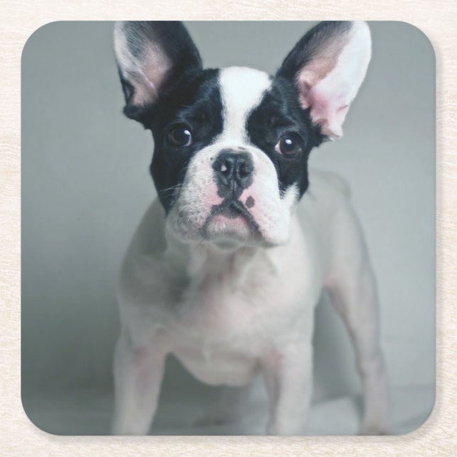Cutest Baby Animals | French Bulldog Puppy Square Paper Coaster (Front)