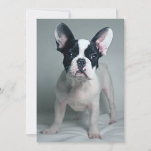Cutest Baby Animals   French Bulldog Puppy Thank You Card