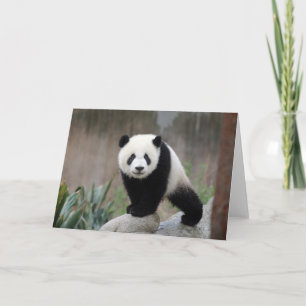 Cutest Baby Animals   Giant Panda Baby Card