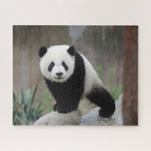 Cutest Baby Animals Giant Panda Baby Jigsaw Puzzle