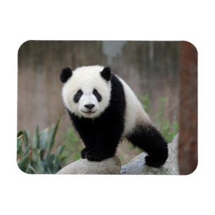 Cutest Baby Animals Giant Panda Baby Magnet