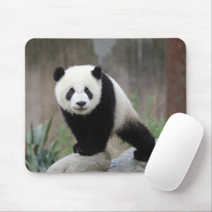Cutest Baby Animals   Giant Panda Baby Mouse Pad