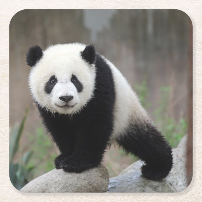 Cutest Baby Animals | Giant Panda Baby Square Paper Coaster (Front)