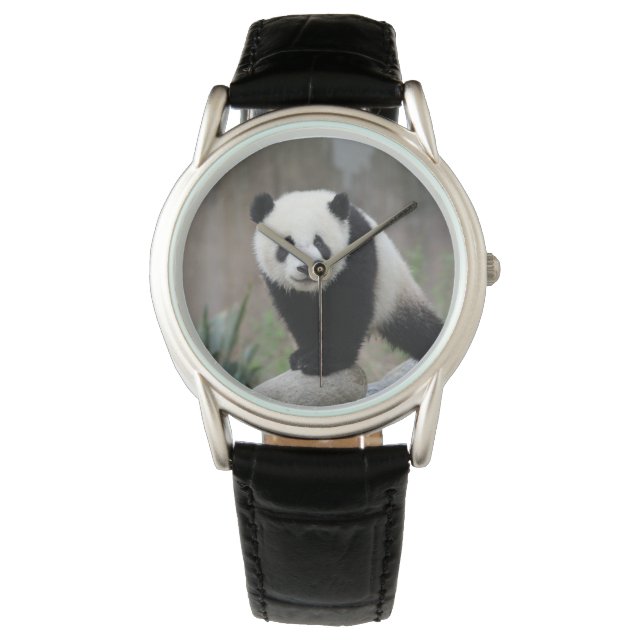 Cutest Baby Animals | Giant Panda Baby Watch (Front)