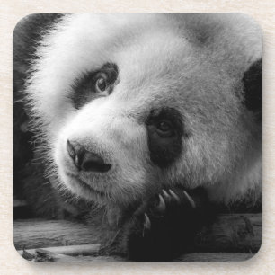 Cutest Baby Animals Giant Panda Bear Cub Coaster