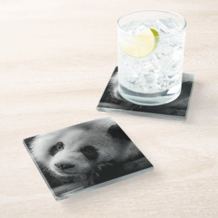 Cutest Baby Animals   Giant Panda Bear Cub Glass Coaster