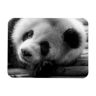 Cutest Baby Animals Giant Panda Bear Cub Magnet