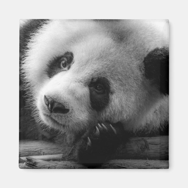 Cutest Baby Animals | Giant Panda Bear Cub Magnet (Front)