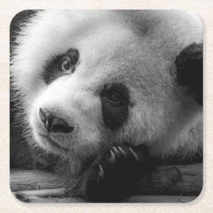 Cutest Baby Animals Giant Panda Bear Cub Square Paper Coaster