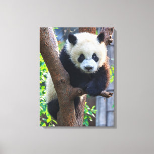 Cutest Baby Animals Giant Panda Cub Canvas Print