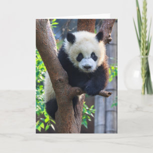 Cutest Baby Animals Giant Panda Cub Card