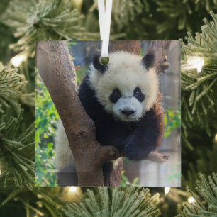 Cutest Baby Animals Giant Panda Cub Glass Tree Decoration