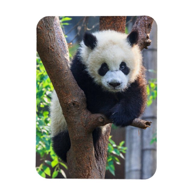 Cutest Baby Animals | Giant Panda Cub Magnet (Vertical)