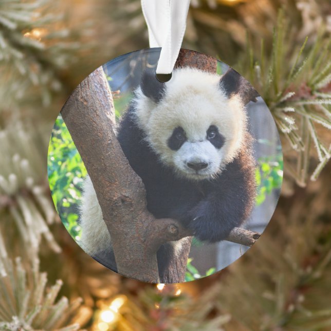Cutest Baby Animals | Giant Panda Cub Ornament (Tree)
