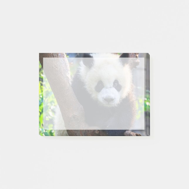 Cutest Baby Animals | Giant Panda Cub Post-it Notes (Front)