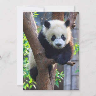 Cutest Baby Animals   Giant Panda Cub Thank You Card