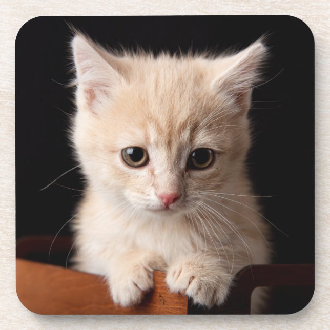 Cutest Baby Animals | Ginger Kitten Coaster (Front)
