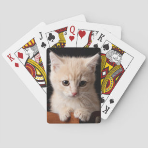 Cutest Baby Animals   Ginger Kitten Playing Cards