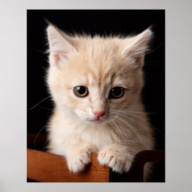 Cutest Baby Animals | Ginger Kitten Poster (Front)