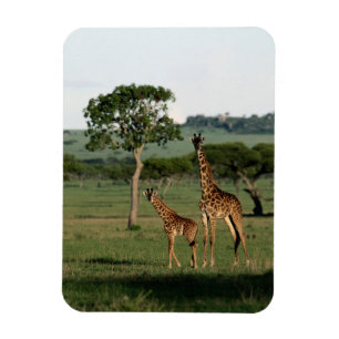 Cutest Baby Animals Giraffe Calf & Mama Magnet