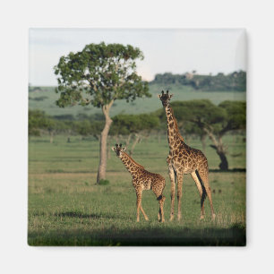 Cutest Baby Animals Giraffe Calf & Mama Magnet