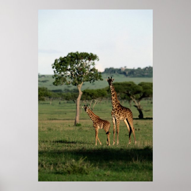 Cutest Baby Animals | Giraffe Calf & Mama Poster (Front)