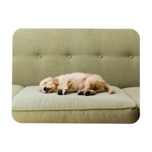 Cutest Baby Animals   Golden Retriever Puppy 2 Magnet