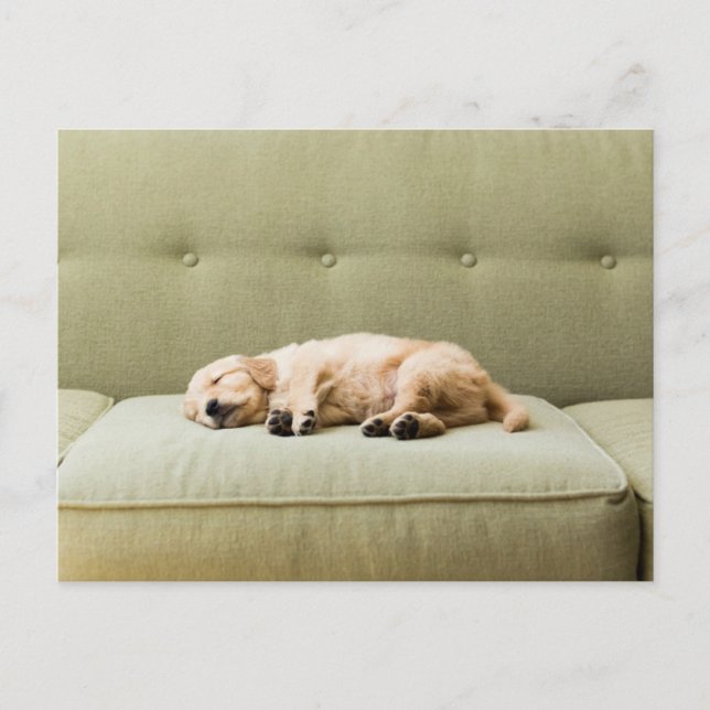Cutest Baby Animals | Golden Retriever Puppy 2 Postcard (Front)