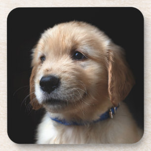 Cutest Baby Animals Golden Retriever Puppy Coaster