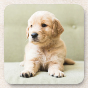 Cutest Baby Animals   Golden Retriever Puppy Coaster