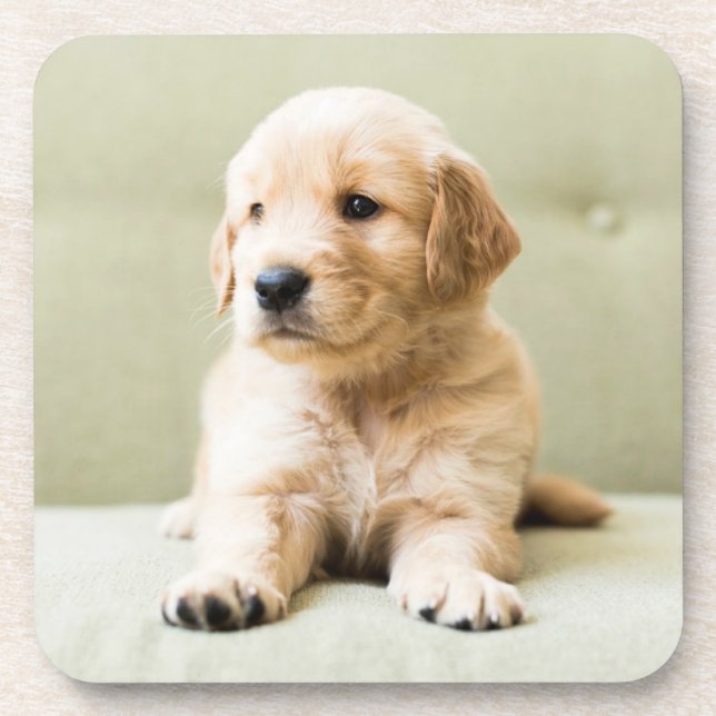 Cutest Baby Animals | Golden Retriever Puppy Coaster (Front)