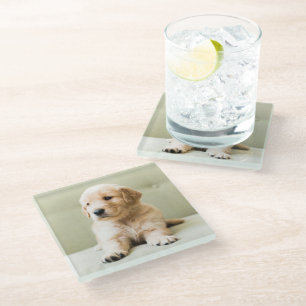 Cutest Baby Animals   Golden Retriever Puppy Glass Coaster