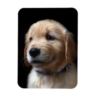 Cutest Baby Animals Golden Retriever Puppy Magnet